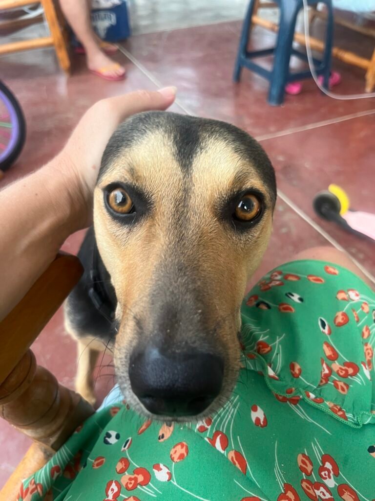 El perro Moustache